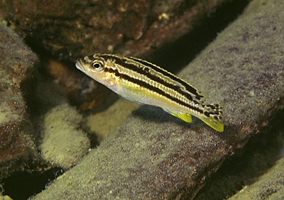 Melanochromis mossambiquensis 'Chilucha Reef'